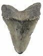 Juvenile Megalodon Tooth - South Carolina #52960-1